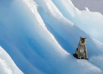 Inédito: apareció un puma sobre un glaciar en El Calafate