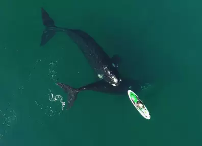 Impresionante: dos ballenas jugaron con un kayak en Puerto Madryn