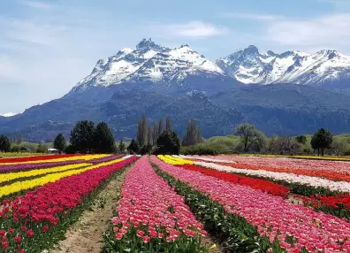 El campo de tulipanes de Argentina que no te podés perder en primavera