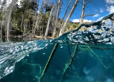 Bosque Sumergido: uno de los fenómenos más inquietantes se encuentra en la Patagonia