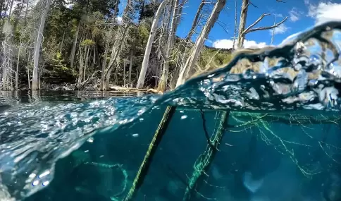 Bosque Sumergido: uno de los fenómenos más inquietantes se encuentra en la Patagonia