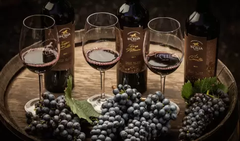 Web App Bodegas: turismo del vino a un clic de distancia