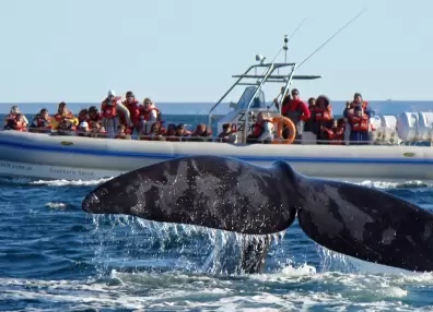 Ya van llegando las primeras ballenas de la temporada a las costas de Chubut
