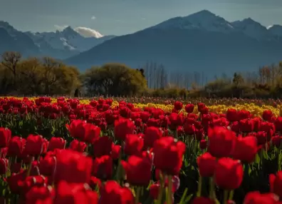 Campo de tulipanes en Trevelín