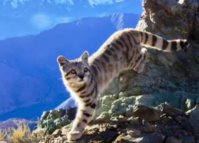 Gato andino: confirmaron la presencia de este ejemplar en peligro de extinción