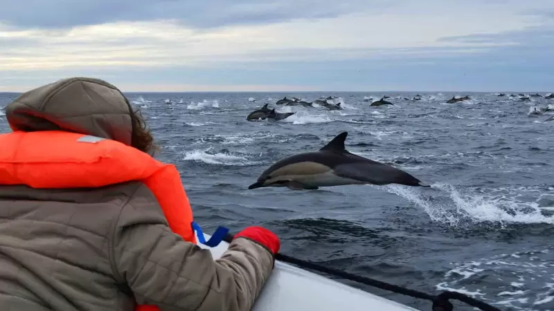 Delfines en Las Grutas