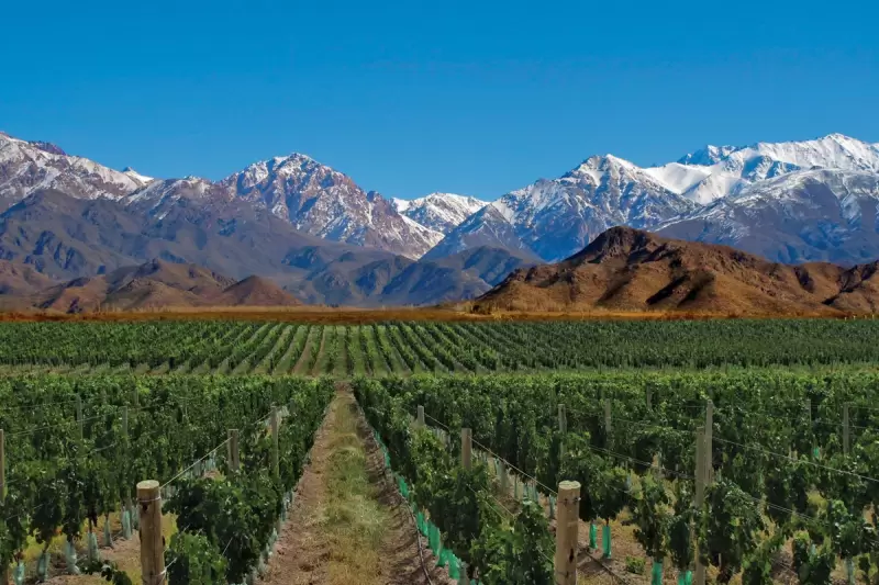Mendoza es uno de los destinos más elegidos por sus viñedos y montañas
