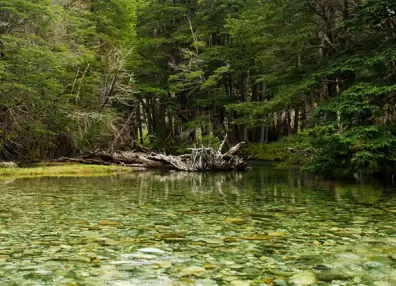 Termas de Queñi, aguas escondidas en la profundidad de la selva valdiviana