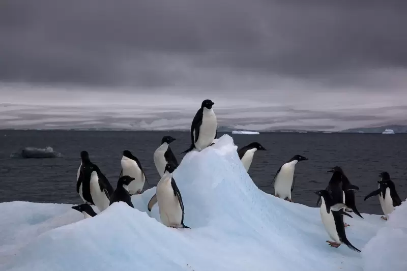 Pingüinos papúa en la Antártida.